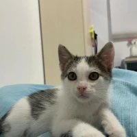 Adopta a Leo