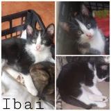 Adopta a Ibai