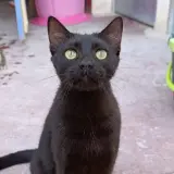 Adopta a Ismael