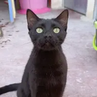 Adopta a Ismael