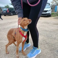 Adopta a Sharon Tlf 645978718