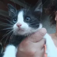 Adopta a Gatitos