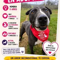 Adopta a Tracy