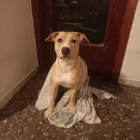 Adopta a Kira
