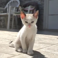 Adopta a Camada Gatos