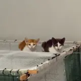 Adopta a Draco Y Fénix