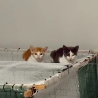 Adopta a Draco Y Fénix