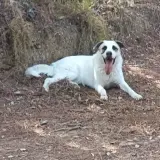 Adopta a Kiwi