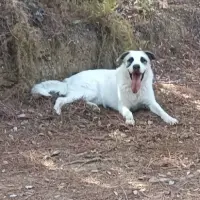 Adopta a Kiwi