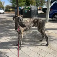 Adopta a Fermín