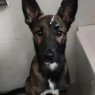 Ares