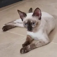 Adopta a Kim
