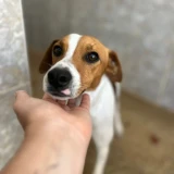 Adopta a Neko, Perrito 6 Kg