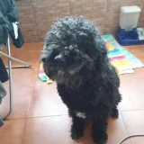 Adopta a Pirata