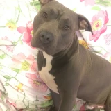 Adopta a Thor