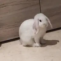 Adopta a Pompito
