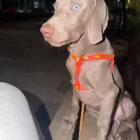 Adopta a Portu