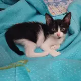 Adopta a Pluja