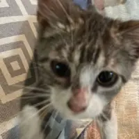 Adopta a Kira