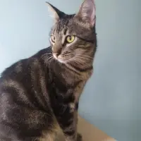 Adopta a Rufo