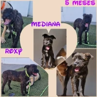 Adopta a Roxy