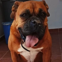 Adopta a Akira