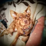 Adopta a Inma