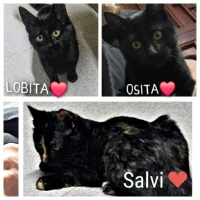 Adopta a Salvi, Osi Y Loba