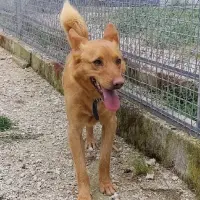 Adopta a Klaus