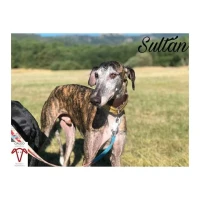 Adopta a Sultán