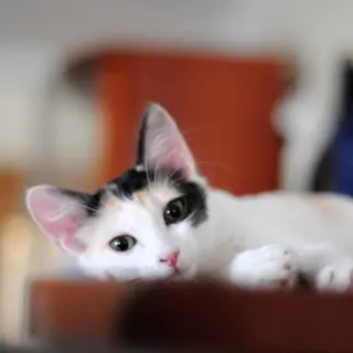 Haruki