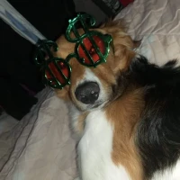 Adopta a Cooper Roberto