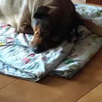Adopta a Maria