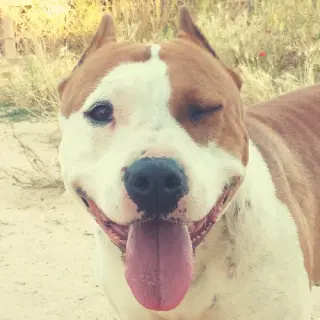 Bela