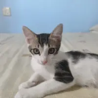 Adopta a Trico