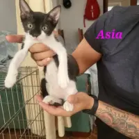 Adopta a Asia