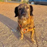 Adopta a Orquesta
