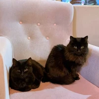 Adopta a Hikari Y Yami