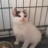 Adopta a Lumi