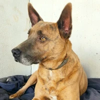 Adopta a Martín