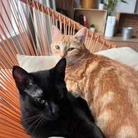 Adopta a Ringo Y Ari