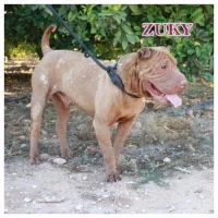 Adopta a Zuky