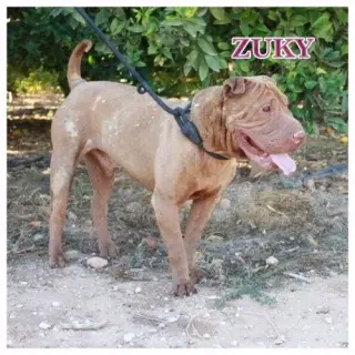 Zuky