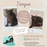 Adopta a Tanque