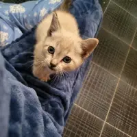 Adopta a Ojitos