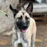 Adopta a Jarvis