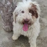 Adopta a Pirata