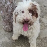 Adopta a Pirata