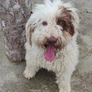 Pirata