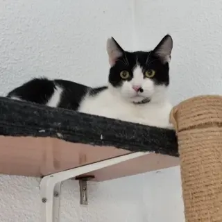 Tacat